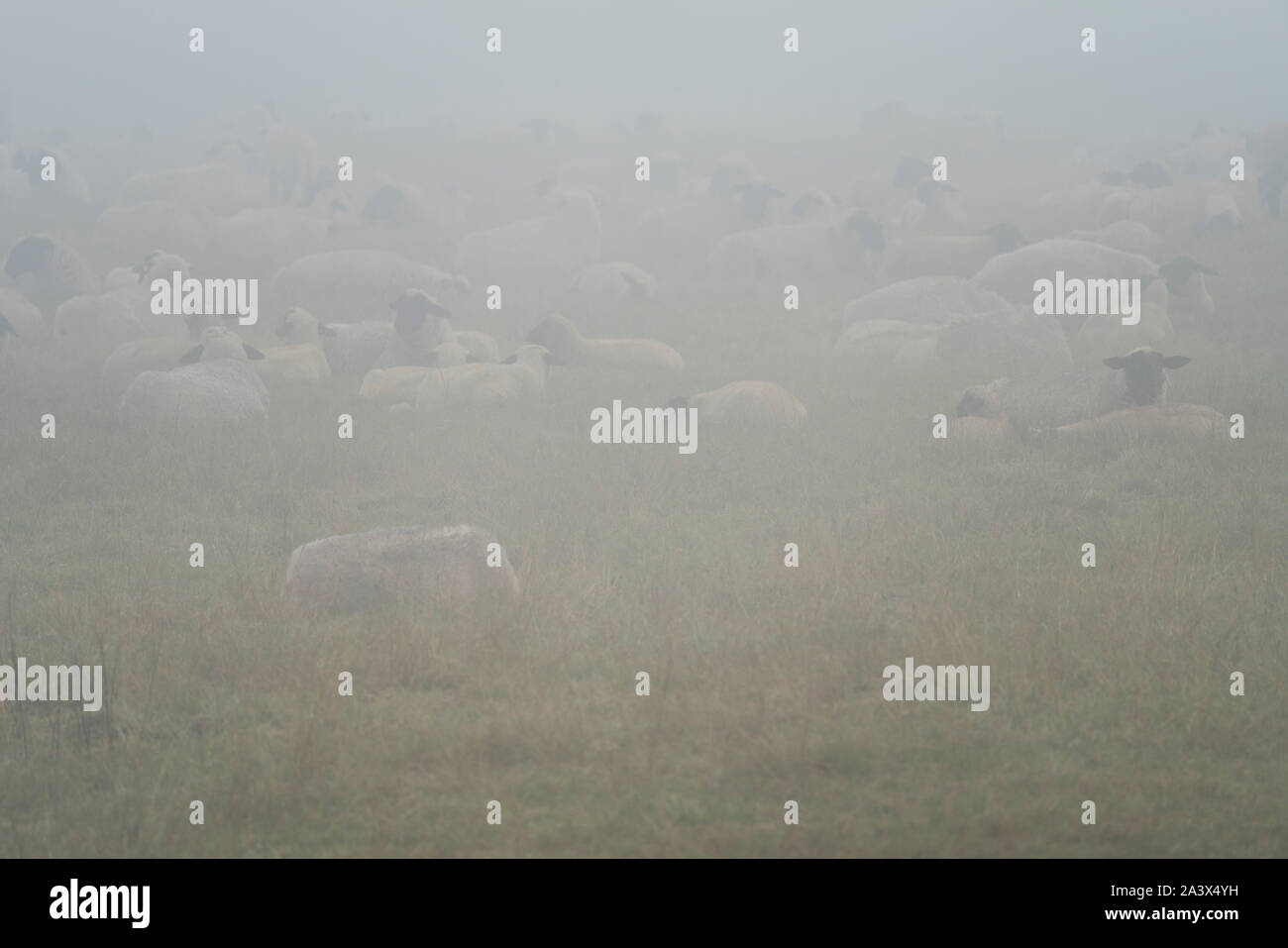 Paisaje neblinoso, ovejas, Oberweser, Weser Uplands, Weserbergland, Hesse, Alemania Foto de stock