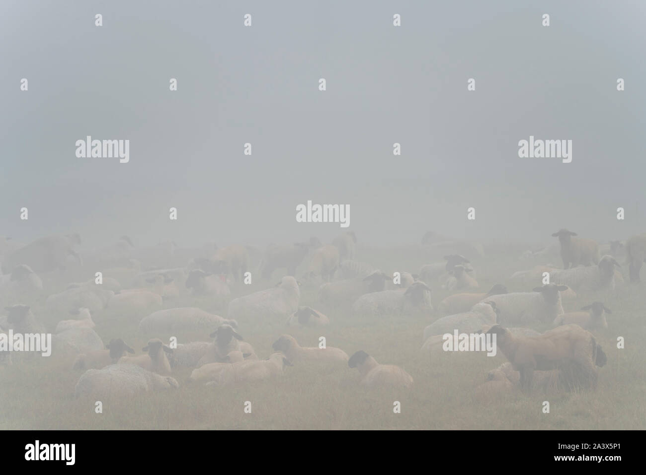 Paisaje neblinoso, ovejas, Oberweser, Weser Uplands, Weserbergland, Hesse, Alemania Foto de stock