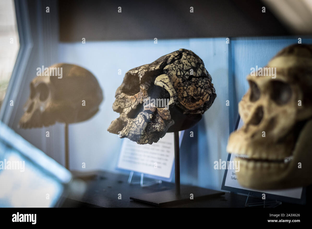 Museo de Geología Rutgers cráneos homínidos. Foto de stock