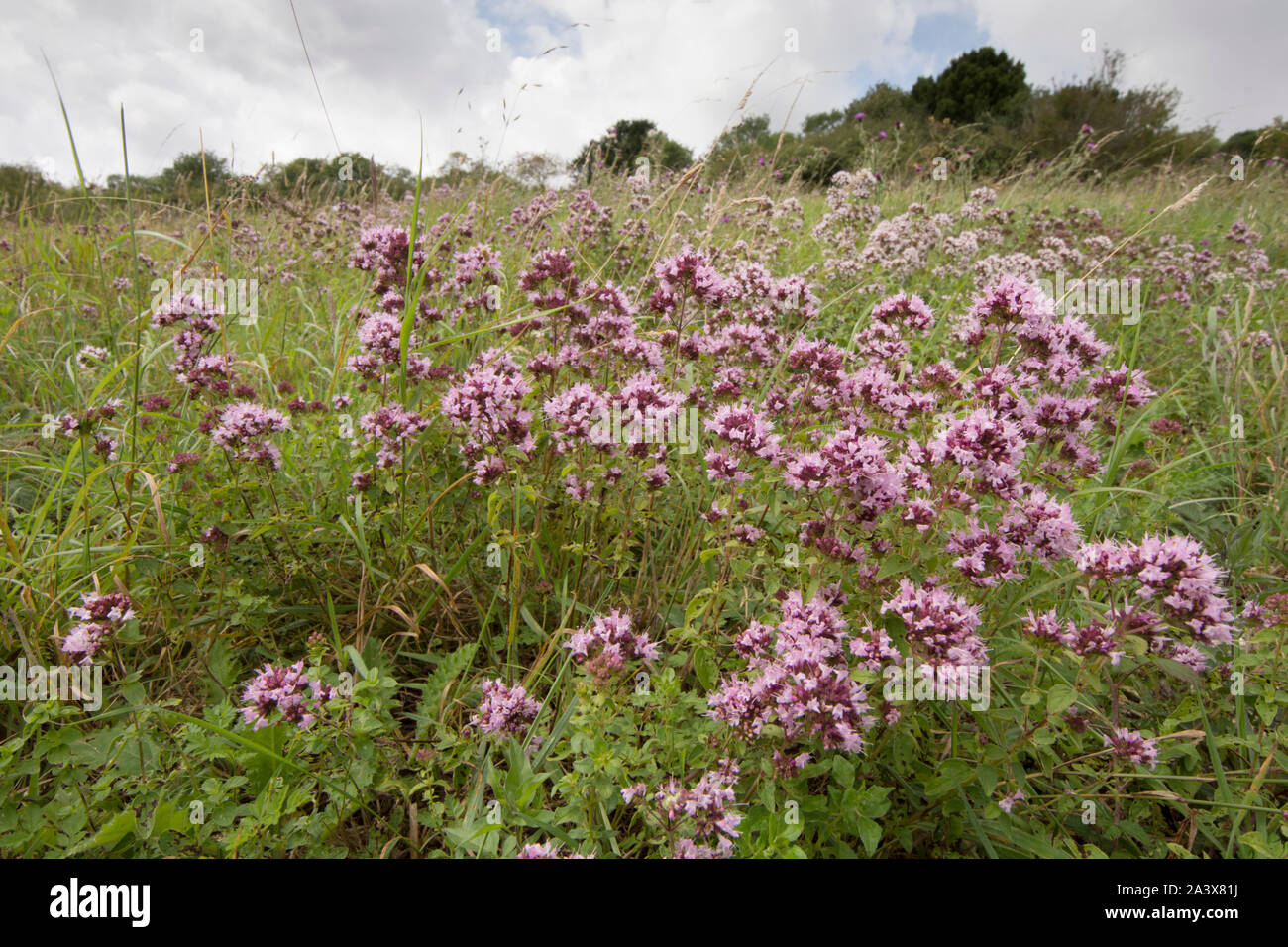 La Mejorana, Origanum vulgare, flores silvestres en Levin, Sussex, Reino Unido, agosto Foto de stock