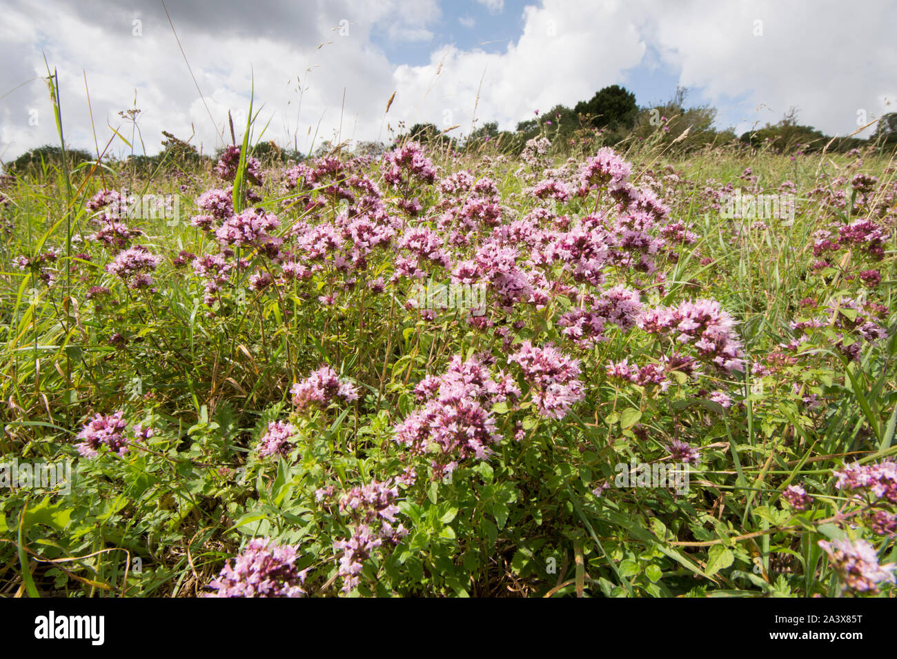 La Mejorana, Origanum vulgare, flores silvestres en Levin, Sussex, Reino Unido, agosto Foto de stock