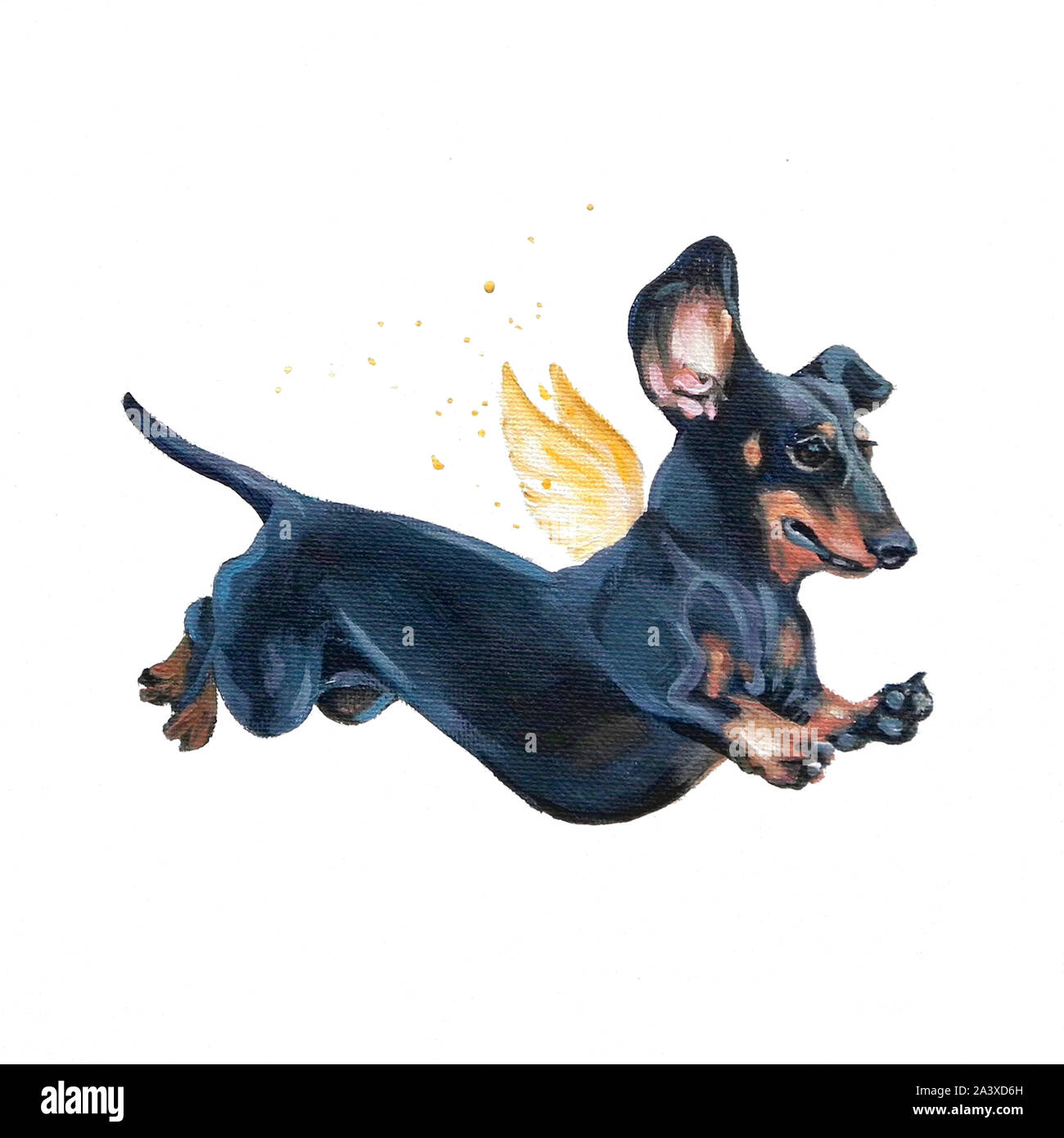 pintura de un dachshund con alas volando como un ángel de perro Fotografía  de stock - Alamy