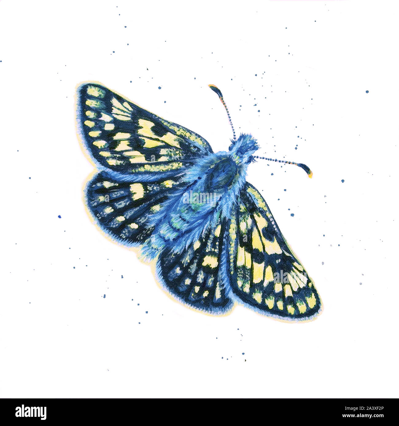 Pintura de una mariposa de patrón a cuadros Foto de stock