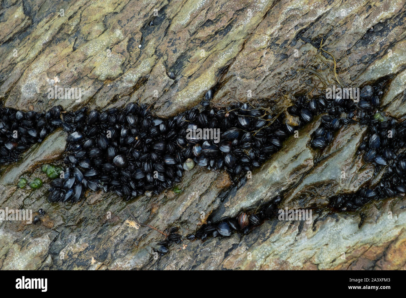 Baby black rock mejillones en una grieta, Nueva Perlican, Terranova Foto de stock