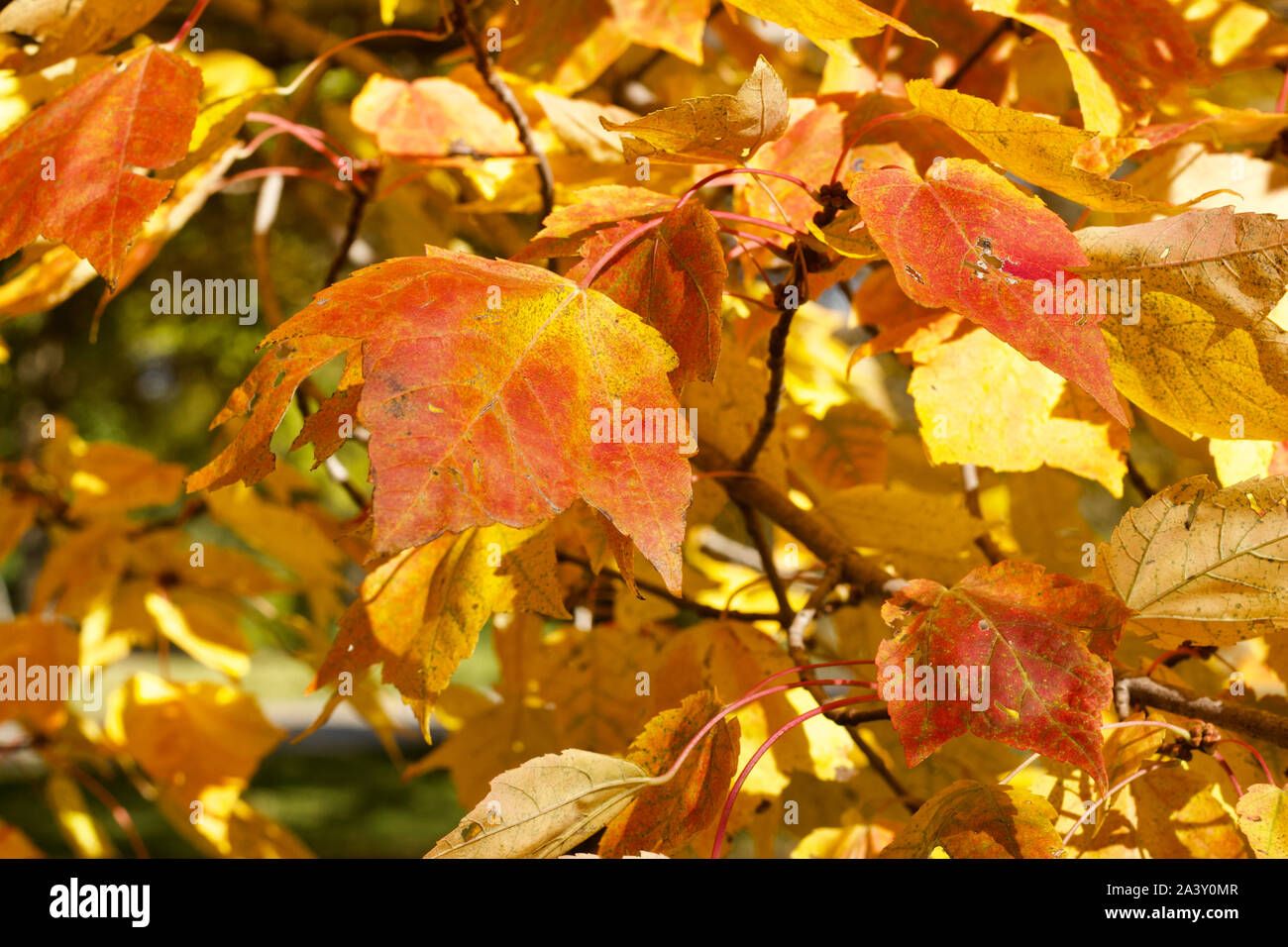 Vista de cerca de las hojas del árbol de arce rojo (Acer rubrum) mostrando los primeros colores de otoño Foto de stock