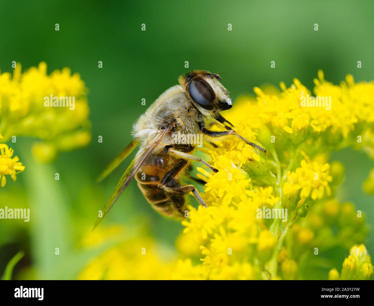Una abeja inofensivos imitan hoverfly se asienta en un jardín de Midlands en el Reino Unido. Foto de stock