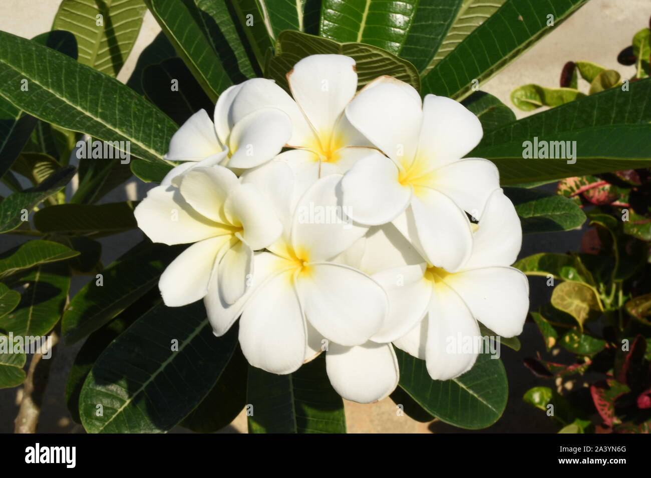 Cinco hojas de flor blanca fotografías e imágenes de alta resolución - Alamy
