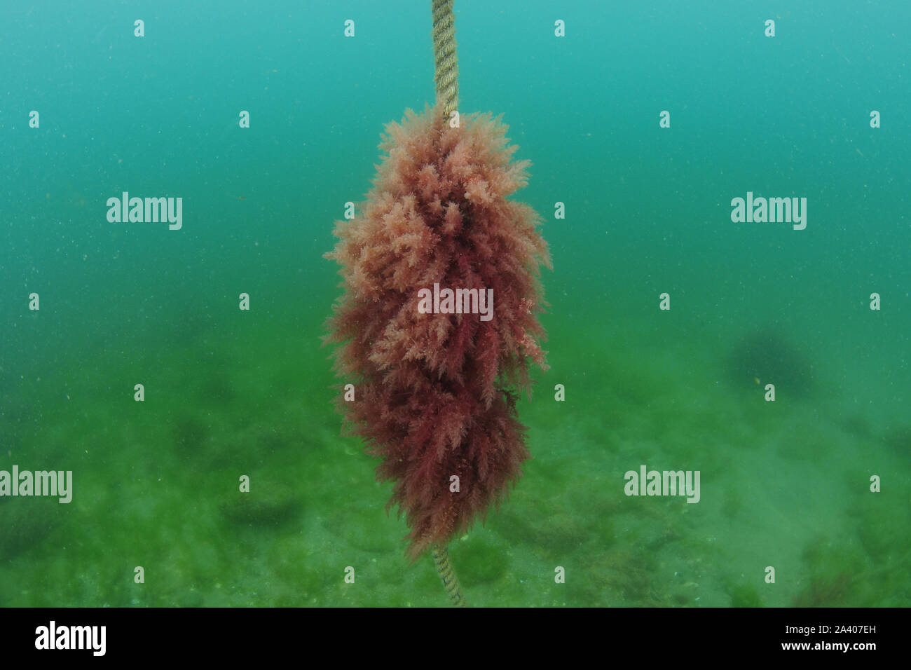 Fluffy algas rojas crecen en cuerda de amarre a mediados de agua con fondo plano de fondo. Foto de stock