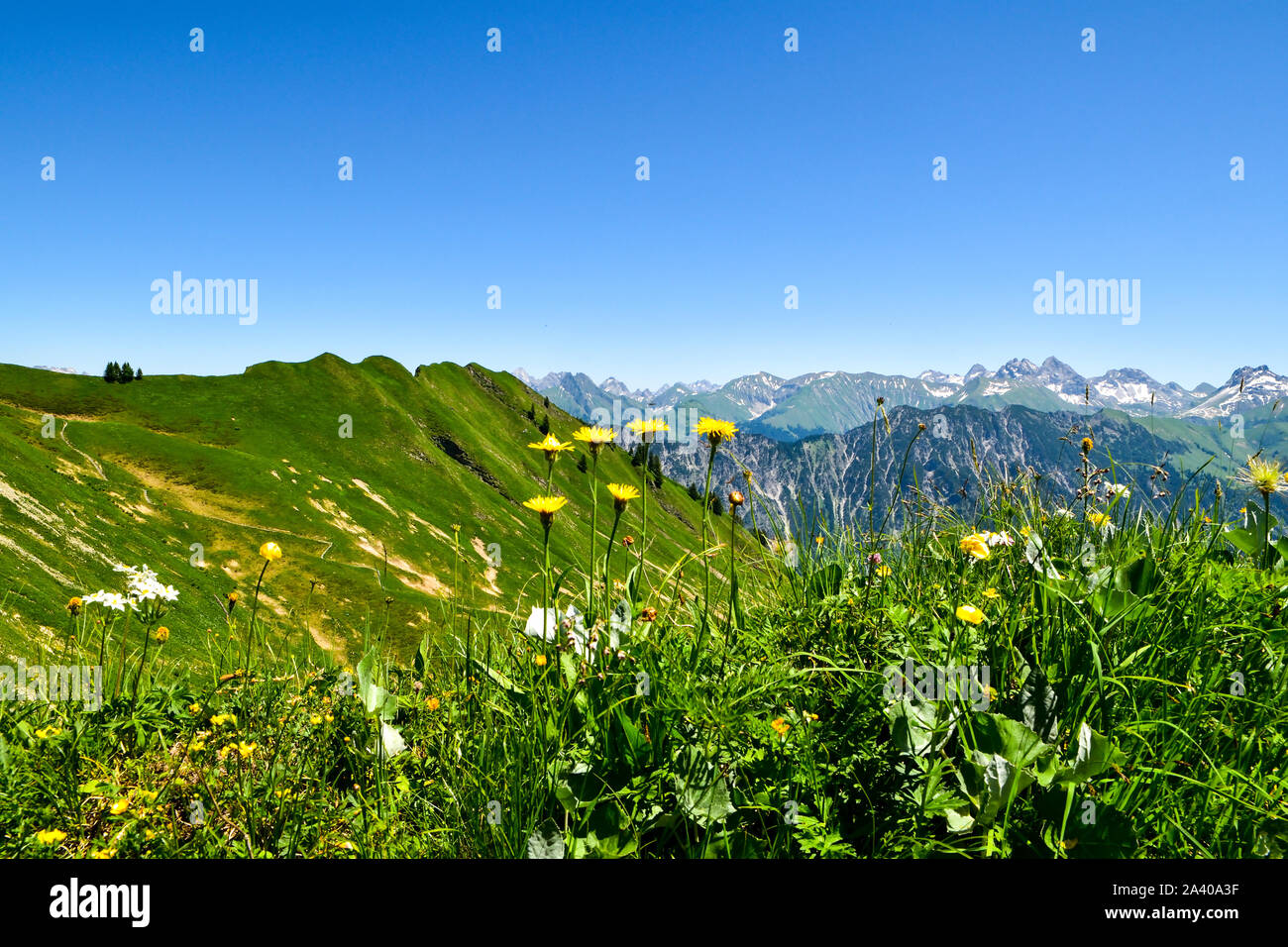 La belleza panorámica de la montaña paisaje con flores silvestres. Foto de stock