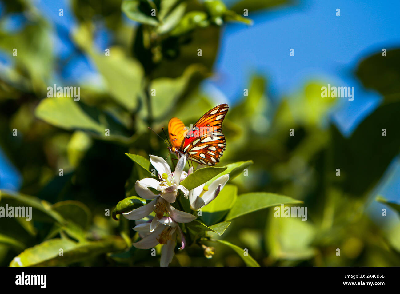 Comer mariposas néctar en un árbol de limón Foto de stock