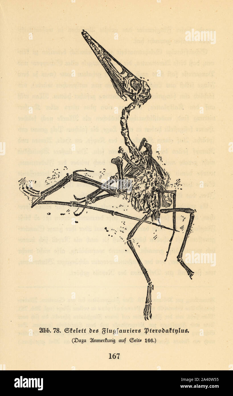 El esqueleto fósil de un pterodáctilo extintos. Ilustración de Wilhelm  Bolsche's Das Leben der Urwelt, la vida prehistórica, Georg Dollheimer,  Leipzig, 1932 Fotografía de stock - Alamy