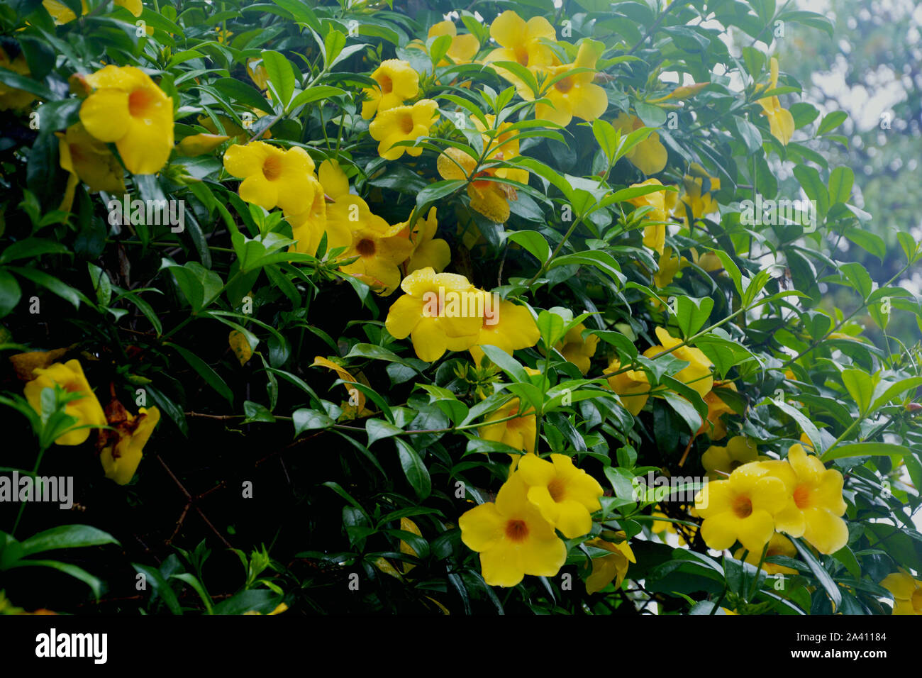 Cerca de Mandevilla Sundaville Zolta BloomBells amarillo, plantas con  flores amarillas y hojas verdes también conocido como Allamanda, arbusto  indio Fotografía de stock - Alamy