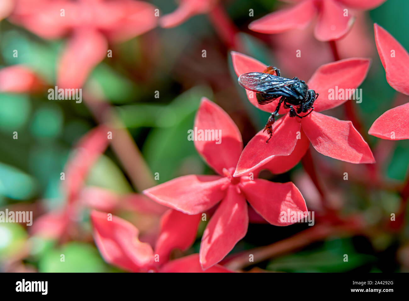 Hermoso y colorido rojo Ixora Coccinea flor con una abeja de miel de cerca en el jardín Fotografía de stock - Alamy Hermoso y colorido rojo Ixora Coccinea flor con una abeja de miel de cerca en el jardín Fotografía de stock - Alamy
