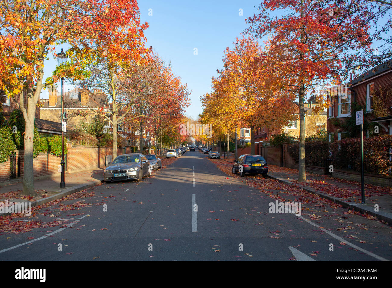 Roble Español (sweetgum en inglés) (Liquidambar styraciflua americana) calle los árboles proporcionan colores del otoño en el oeste de Londres Foto de stock