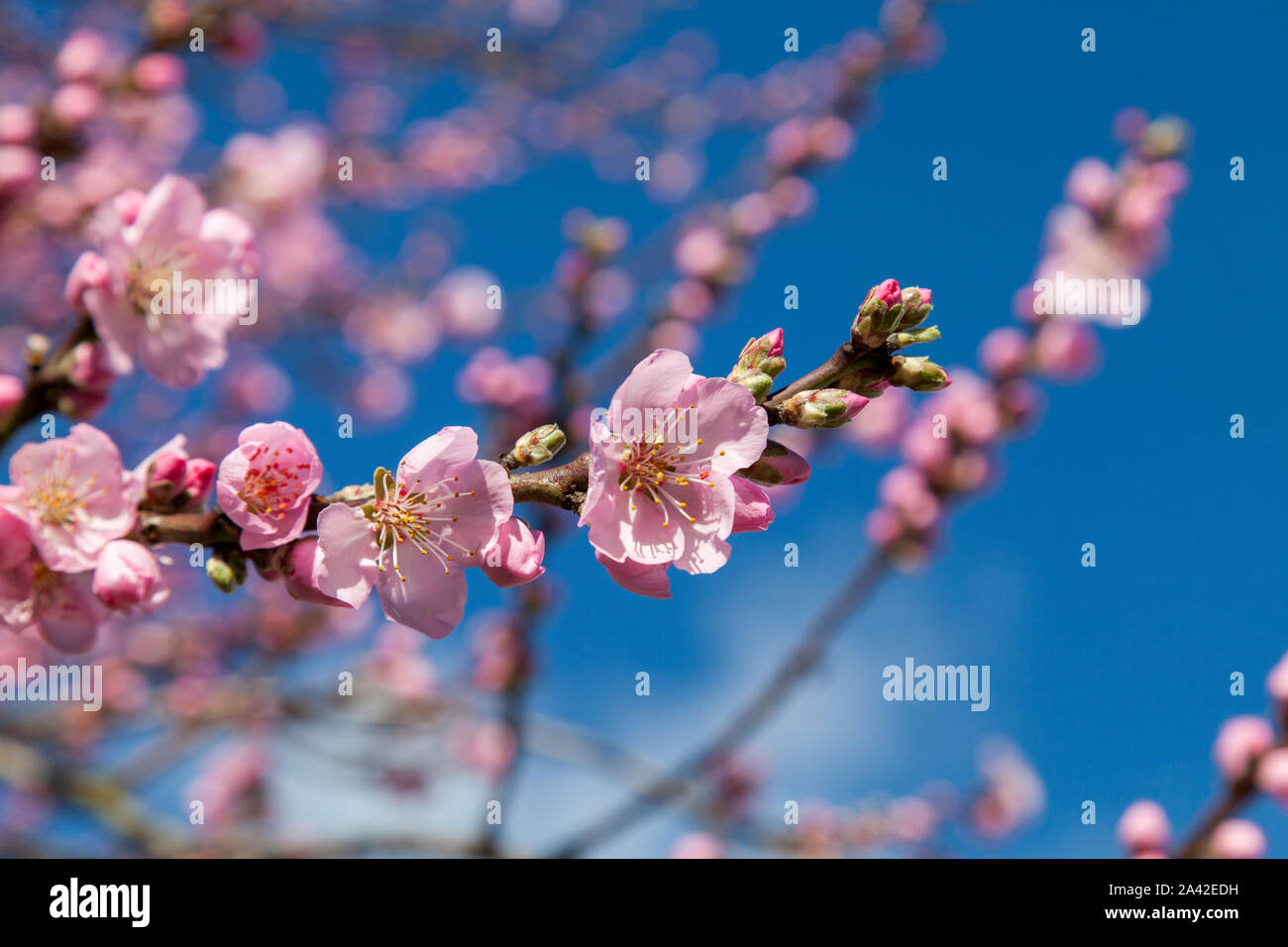 Rosa la flor del almendro en primavera contra un cielo azul claro en el norte de Londres Foto de stock