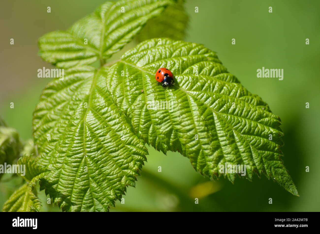 Ladybug poco dulce sentado en un blackberry deja Foto de stock
