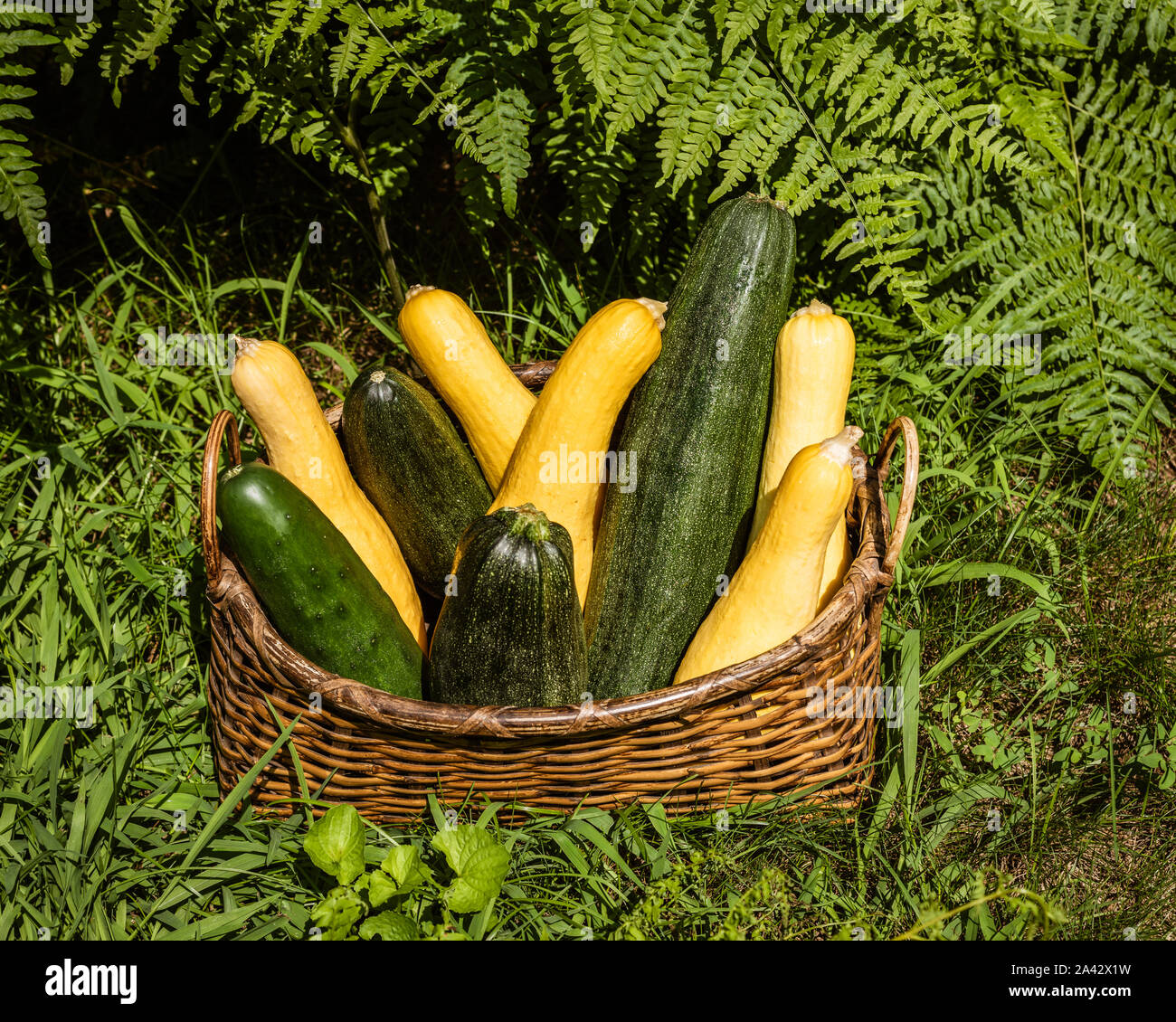 Calabaza amarilla madura y calabacín verde recién cosechado del jardín, organizado en una canasta de mimbre sentada en hierba verde frente a helechos verdes Foto de stock