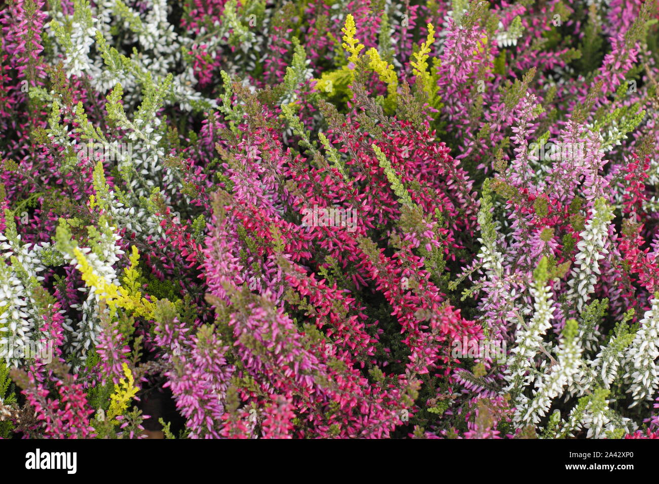 Calluna vulgaris. Colorido heathers cultivadas en octubre. UK Foto de stock