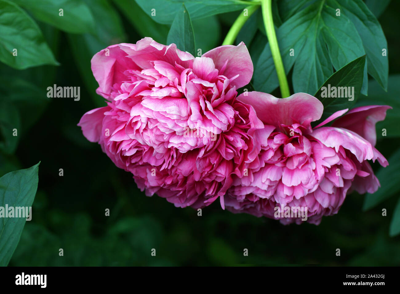 Paeonia frambuesa brillante Rosa. Doble rosa peonía. Paeonia lactiflora (Chino o peonía peonía jardín común). Hermosa rosa peonías. Foto de stock