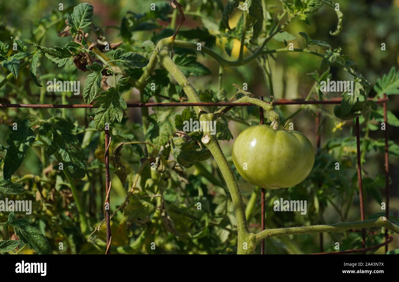 Alexandria, VA / USA - Septiembre 24, 2019: tomate verde creciendo a finales del verano a principios del otoño Foto de stock