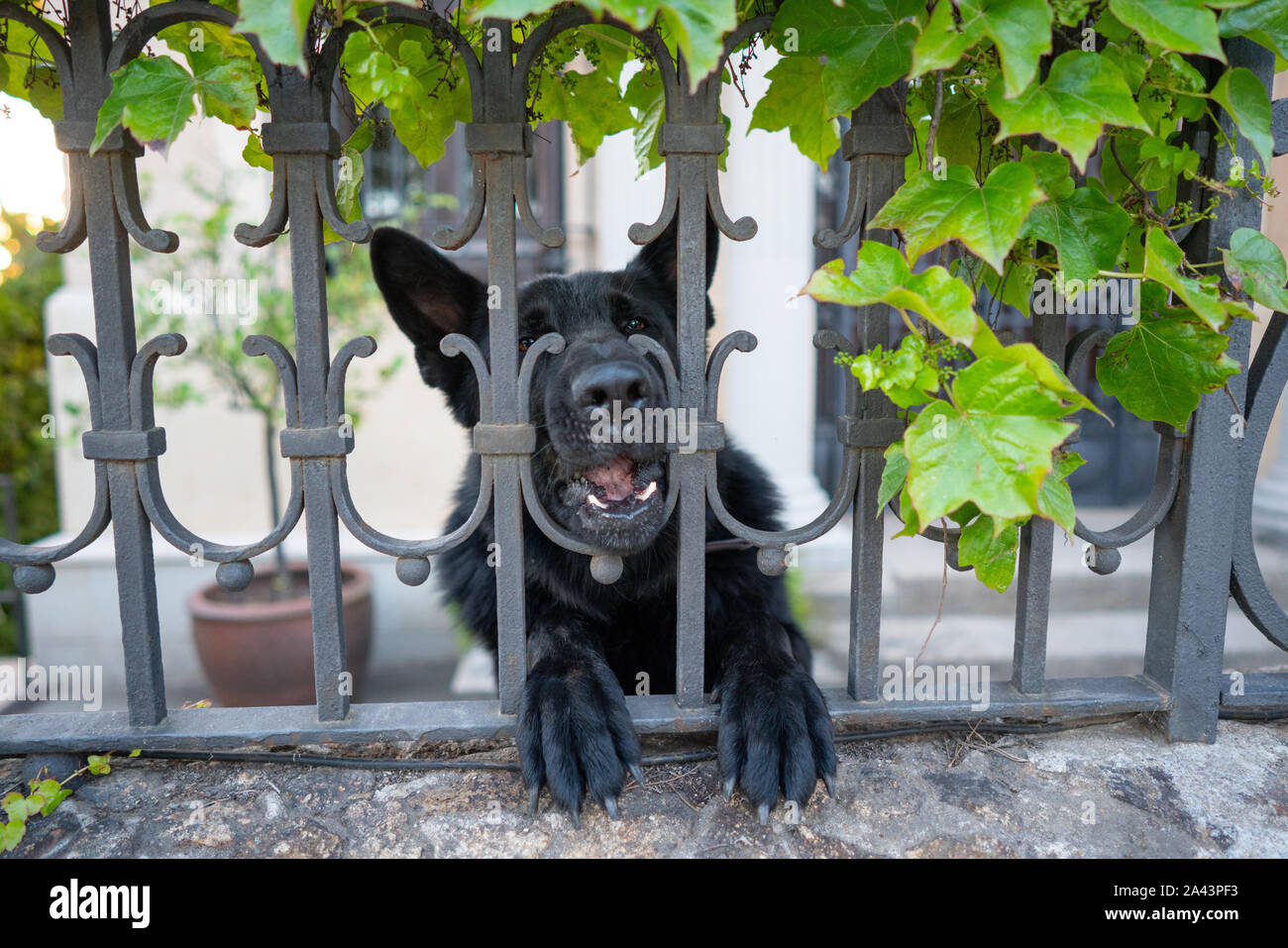 Un perro con su juguete Rock Foto de stock