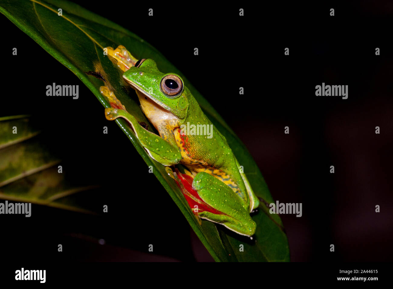 Rhacophorous Malabaricus o deslizamiento de Malabar Frog visto Amboli,Maharashtra, India Foto de stock