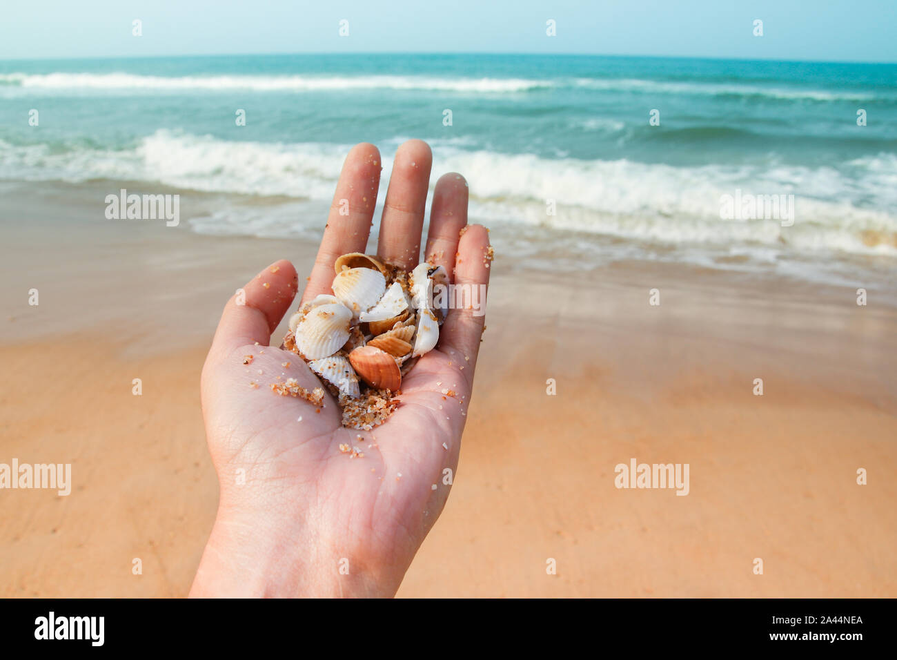 Recoger conchas marinas en la playa y disfrutar del verano a pesar de la amenaza de la pandemia de covid-19 Foto de stock