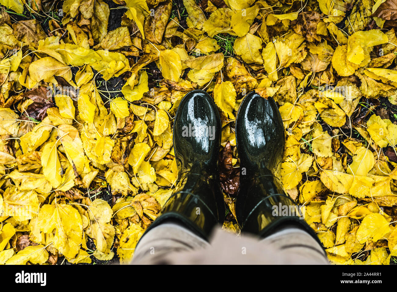 Pies en botas de goma de color verde oliva de pie en un montón de caída de  hojas amarillas Fotografía de stock - Alamy
