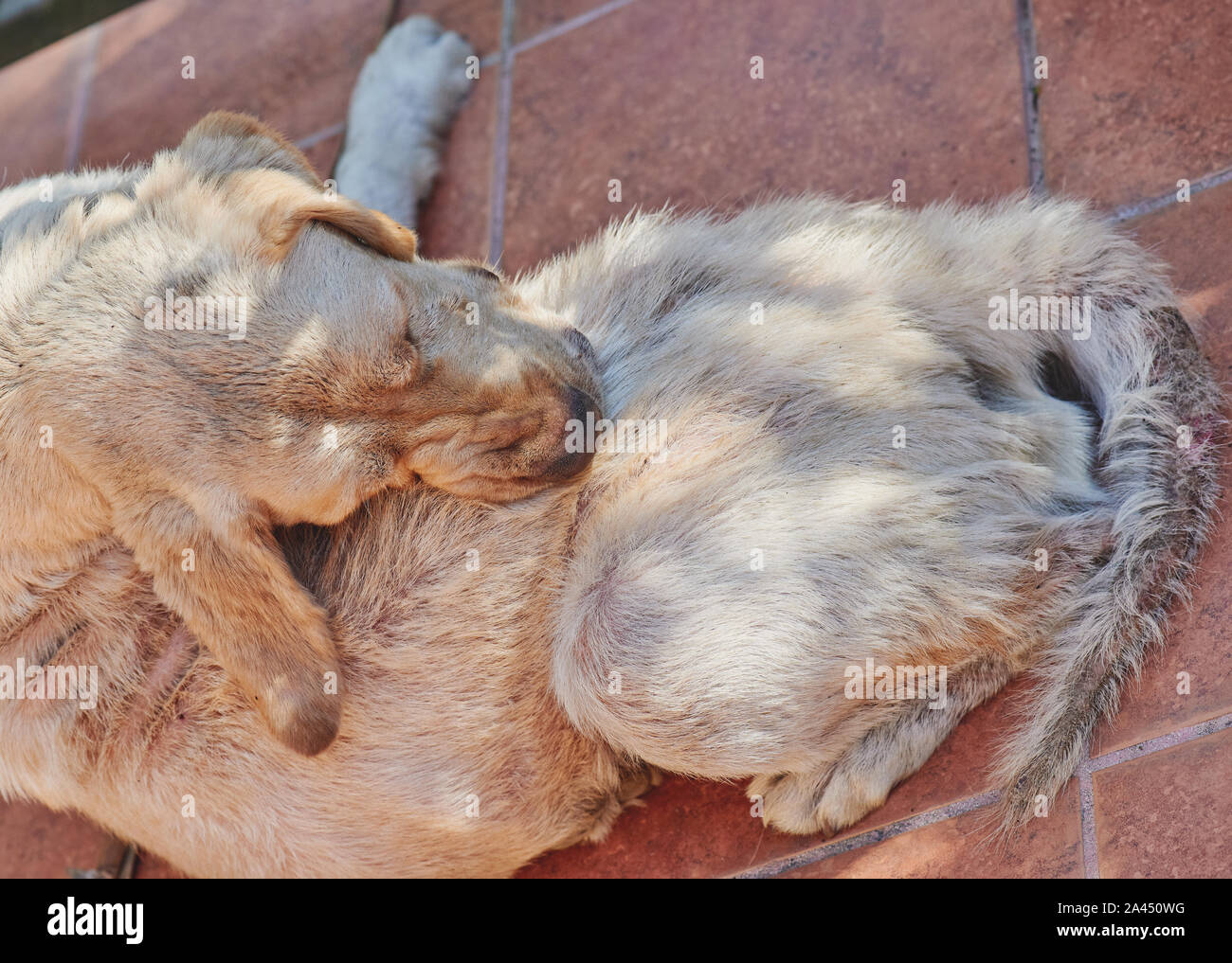 Tema de pieles de perro o daños. Labrador con hongos enfermedad Foto de stock