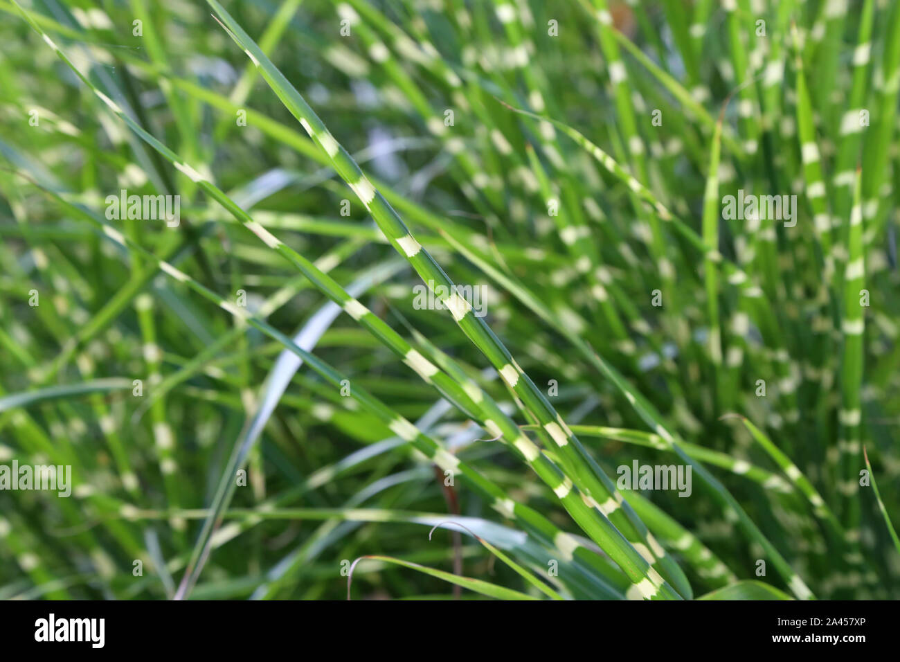 La pasto verde, cuyas hojas tienen capas blancas Foto de stock