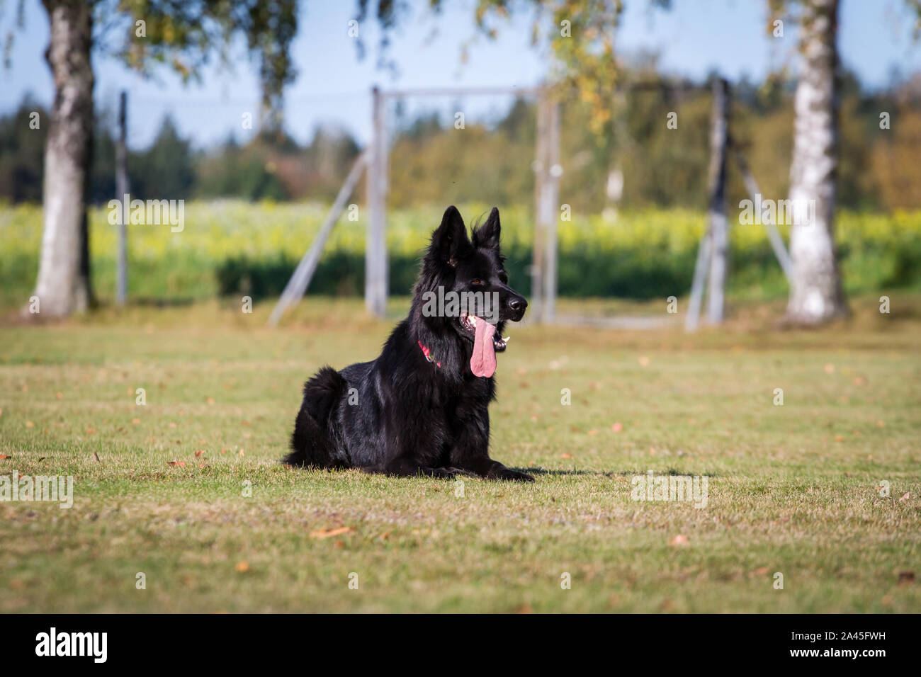 Silbato para perros profesional italiano verde German - adiestramiento- perros