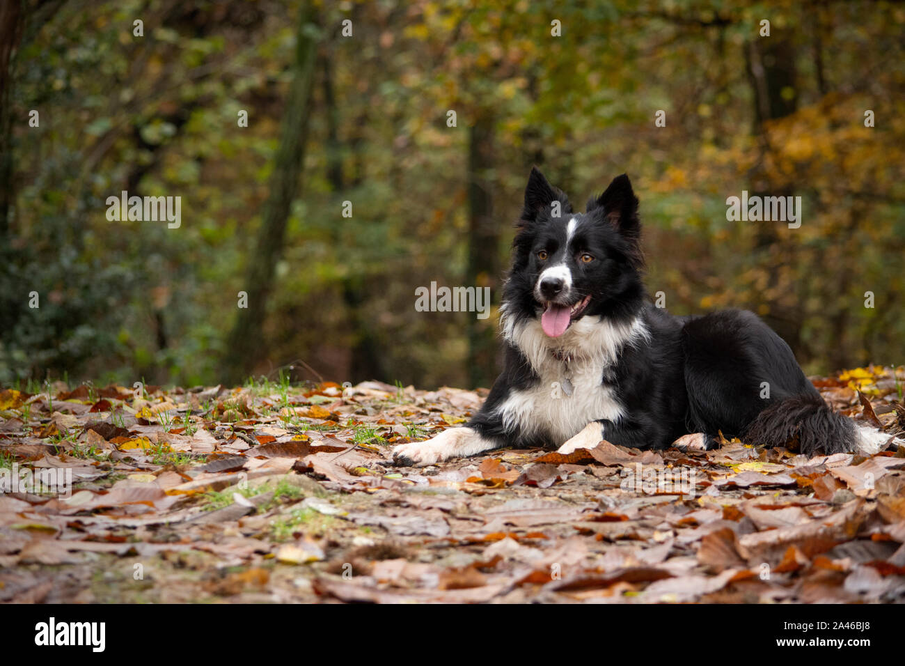 Un hermoso Border Collie cachorro se relaja en el bosque Foto de stock