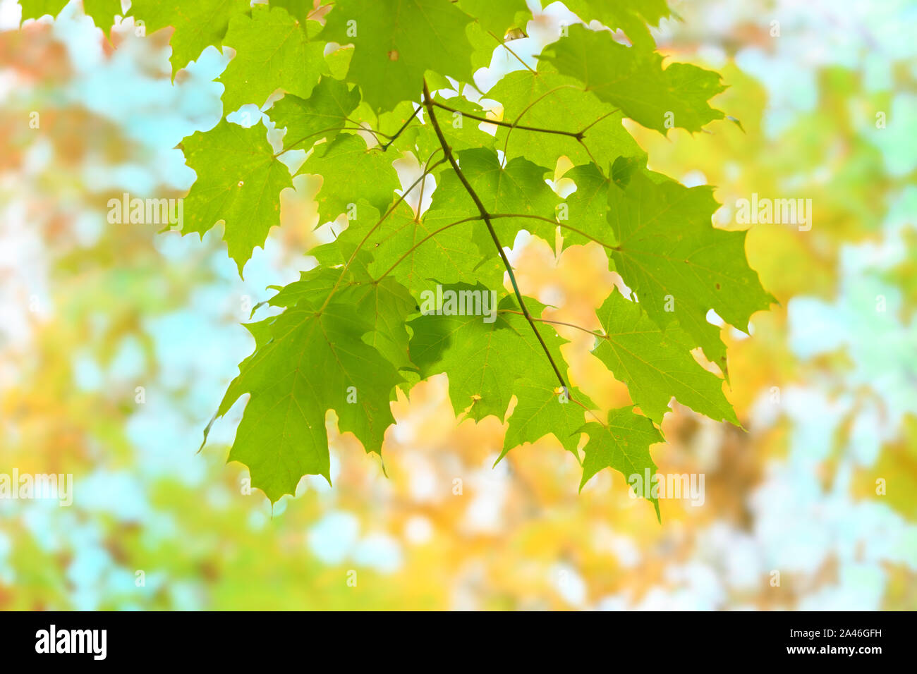 Mirando hojas de arce verde contra un dosel de follaje de otoño. Foto de stock