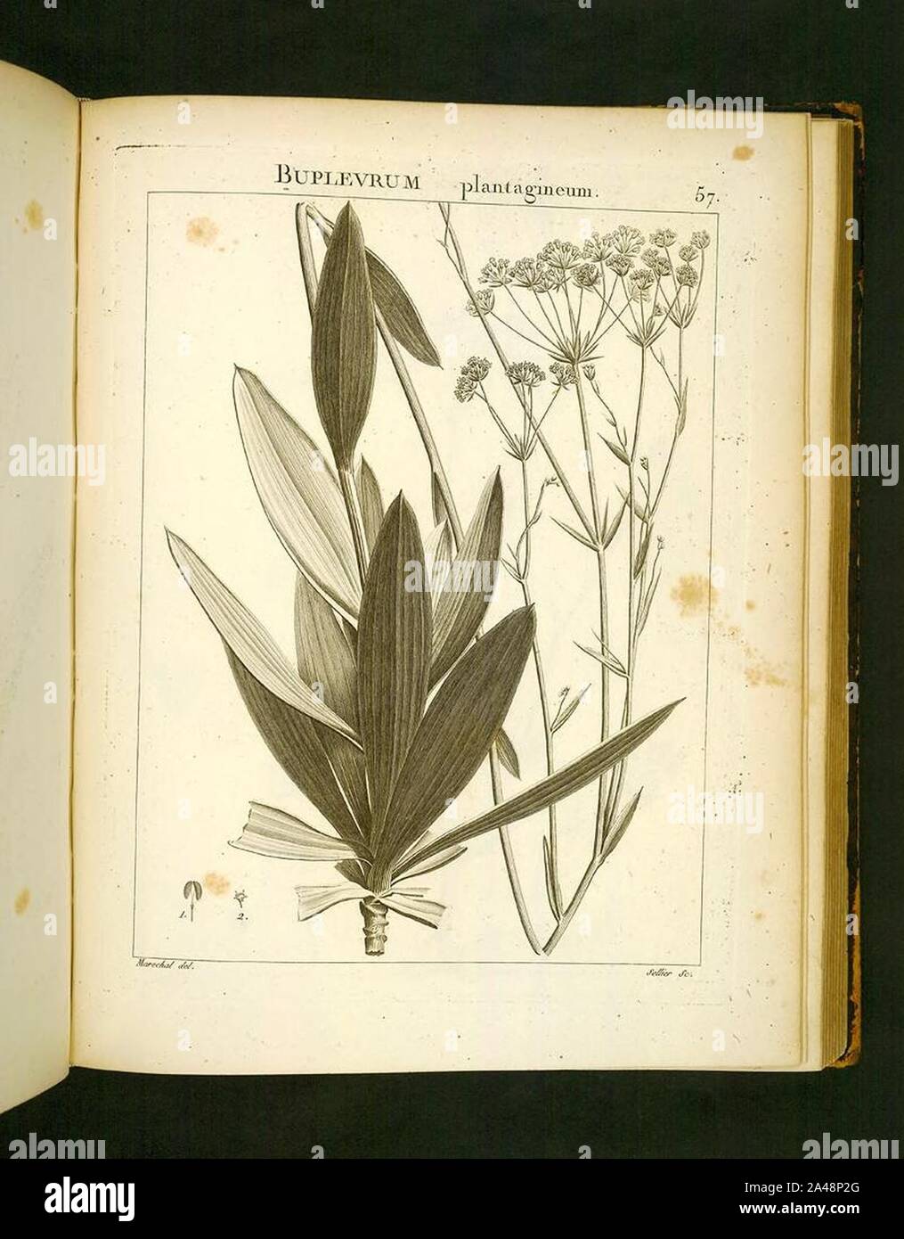 Flora atlantica (Lámina 57) Foto de stock