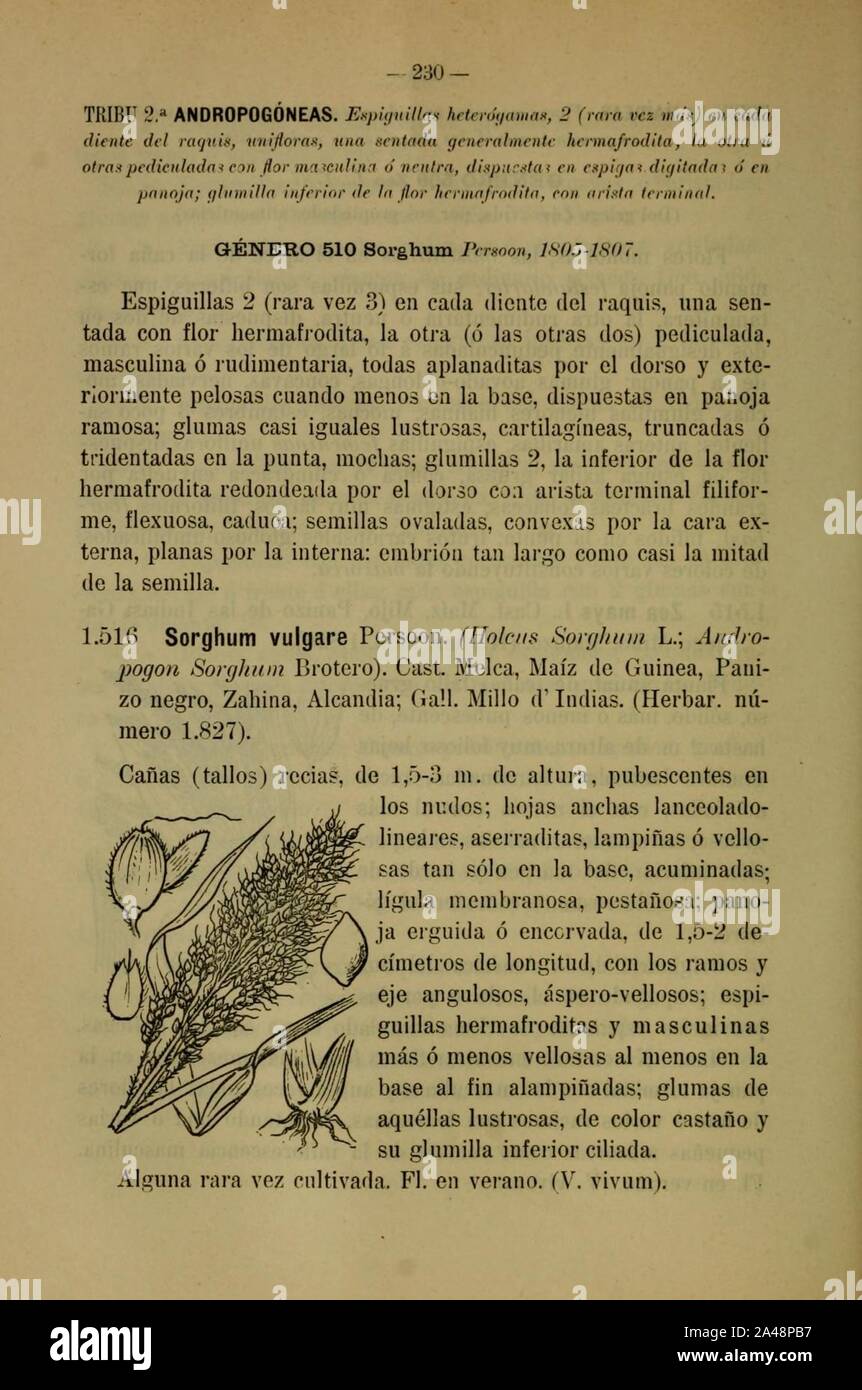 Flora descriptiva é illustrada de Galicia (página 230) Foto de stock