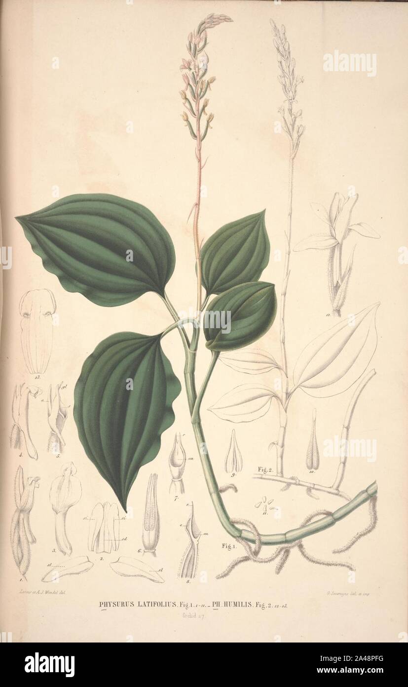 Javae et insularum adjacentium flora de orquídeas (29) Foto de stock