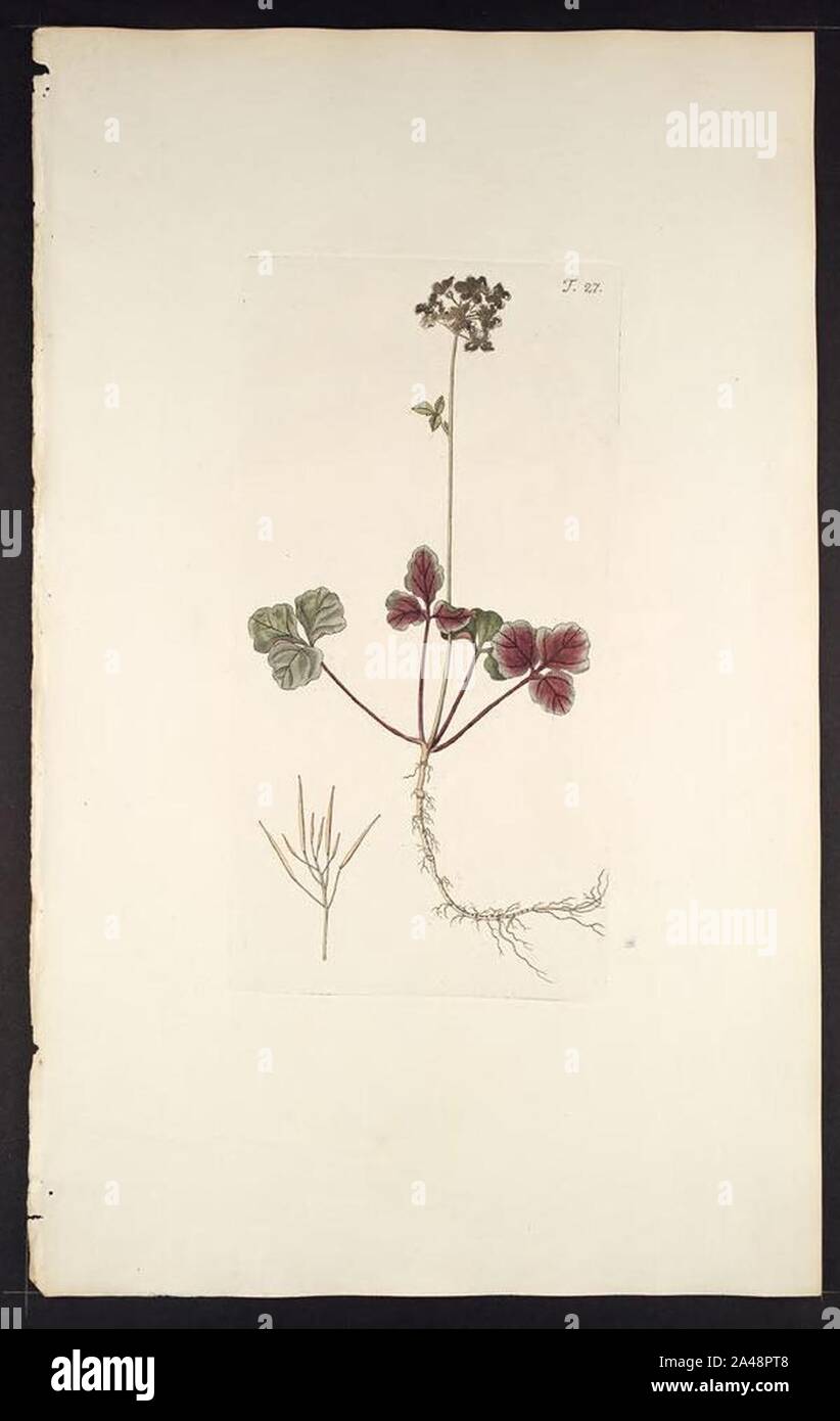 Florea Austriacae sive, Plantarum selectarum en Austriae archiducatu (Ficha 27) Foto de stock