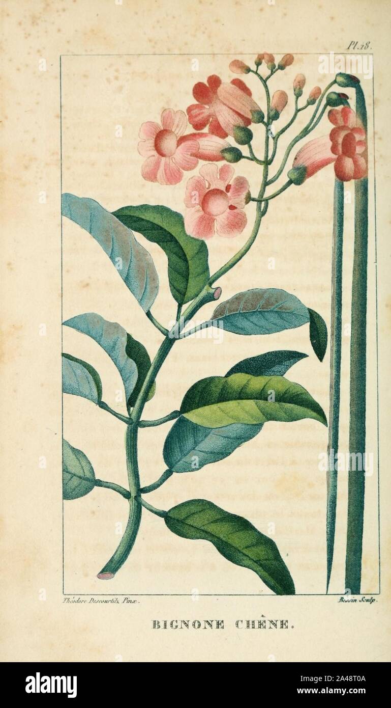 Flore pintoresco et médicale des Antilles (Pl. 18) Foto de stock