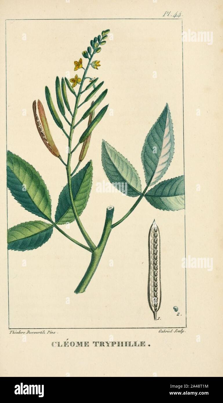 Flore pintoresco et médicale des Antilles (Pl. 44) Foto de stock