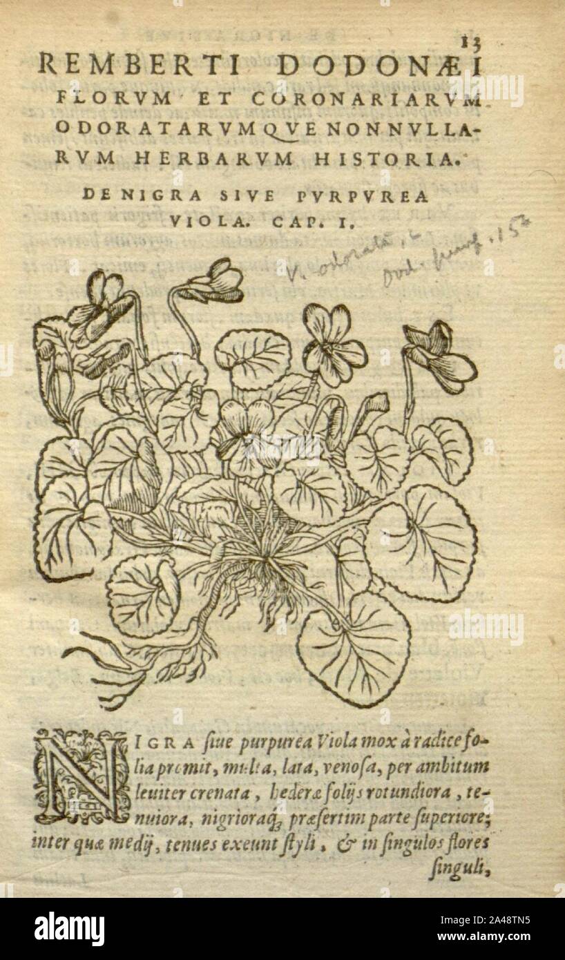 Florum, et coronarianum odoratarumque nonnullarum herbarum historia (página 13) Foto de stock