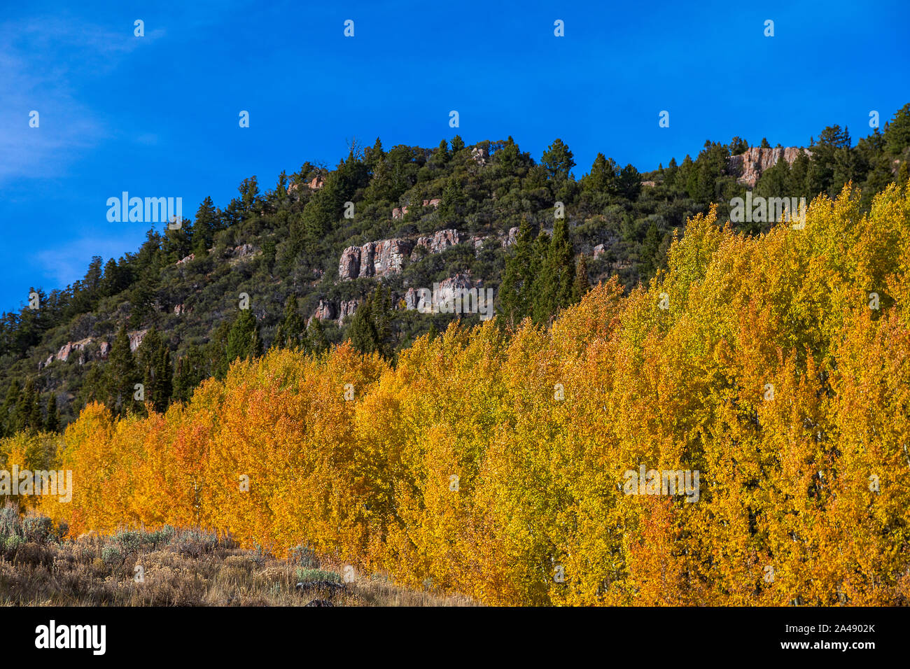 Esta es una vista de los colores del otoño en los árboles a lo largo de la autopista US 89, el Logan Canyon Scenic Desviación en Logan Canyon, el Bosque Nacional Uinta-Wasatch-Cache Foto de stock