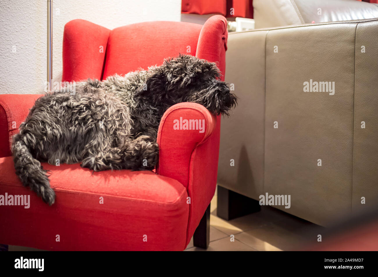 Perro acostado debajo de la silla fotografías e imágenes de alta resolución  - Alamy