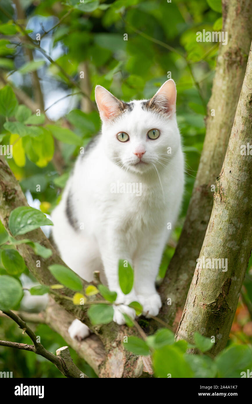 Gato blanco la caza de aves entre frescas hojas verdes en Apple tree  Fotografía de stock - Alamy