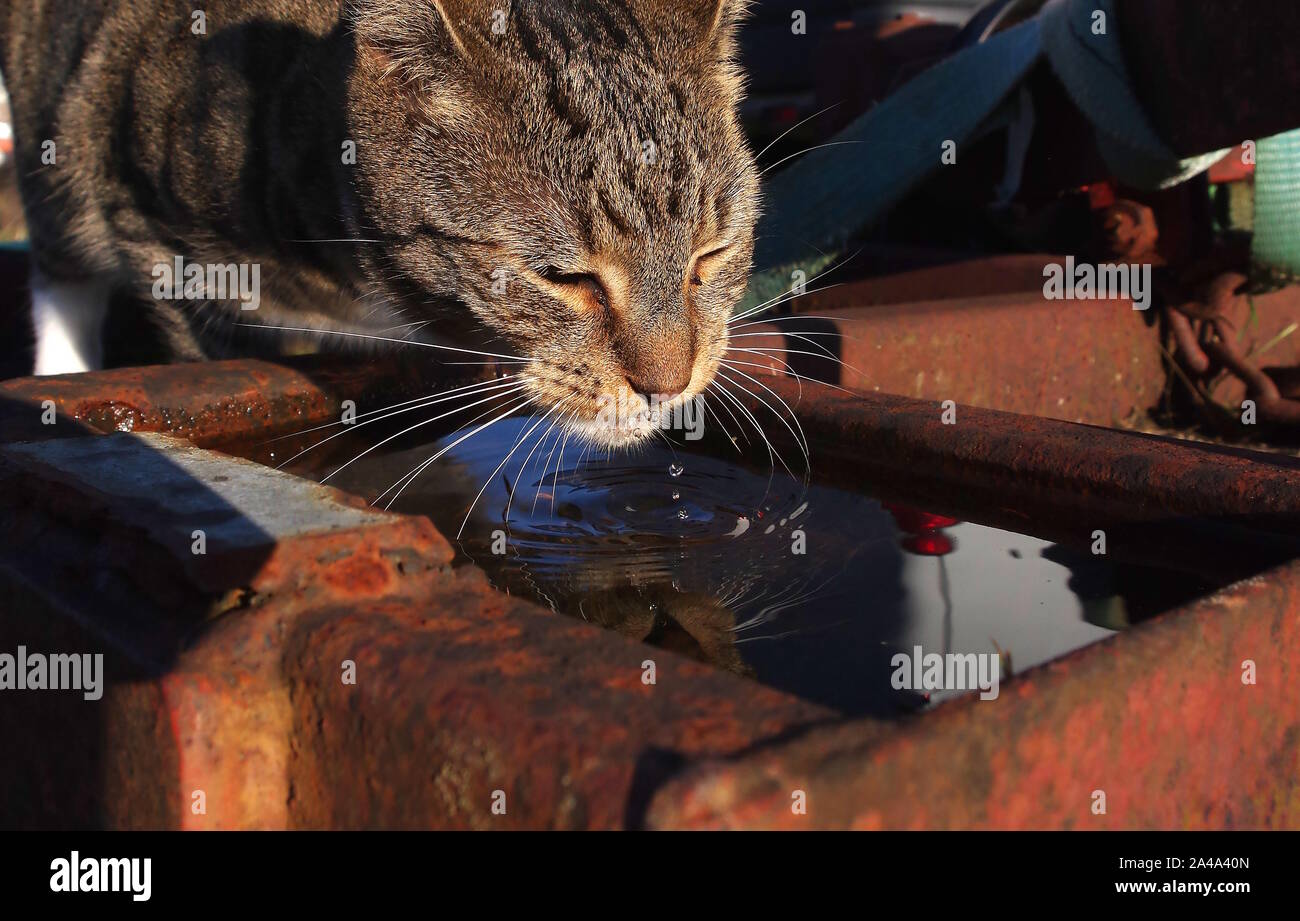 Gato atigrado bebiendo de rusty charco Foto de stock