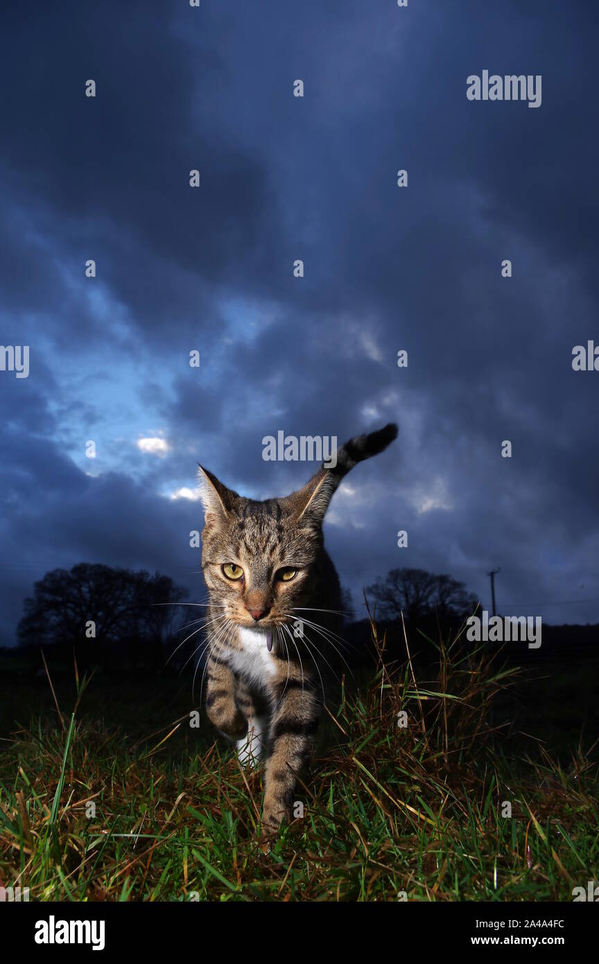 Gato atigrado en el campo al atardecer Foto de stock