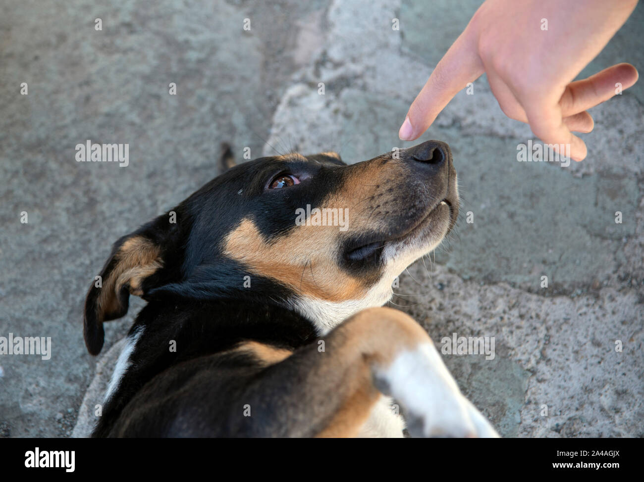 es malo que los perros coman ropa interior