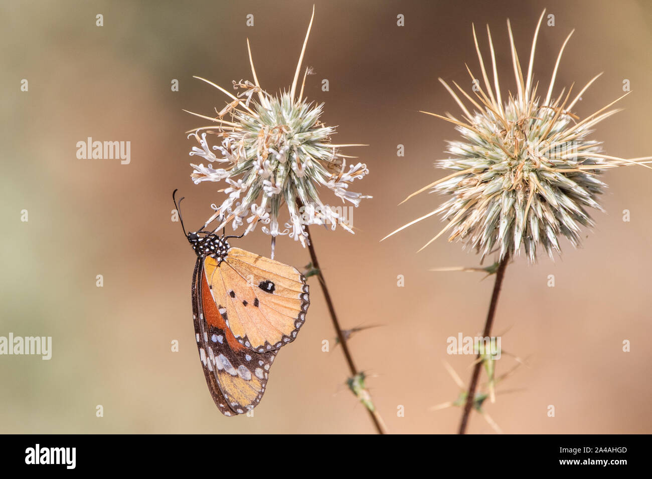 Mariposa Monarca en Arabia Saudita Foto de stock