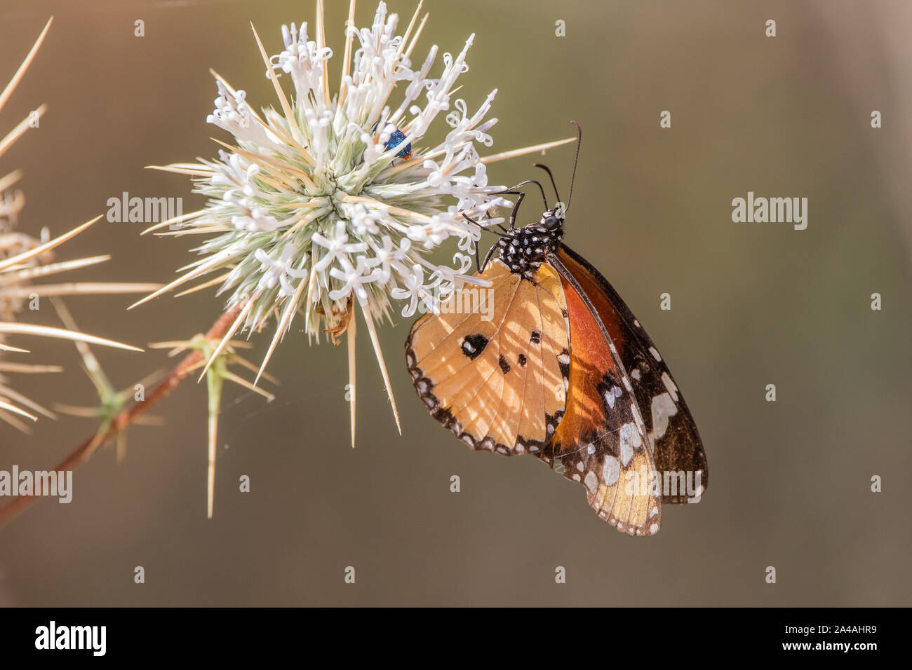 Mariposa Monarca en Arabia Saudita Foto de stock