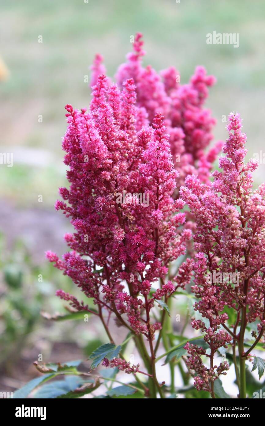 falso Cabra barba en ciernes raíces GRATIS UK FRANQUEO 2 X Rosa Astilbe