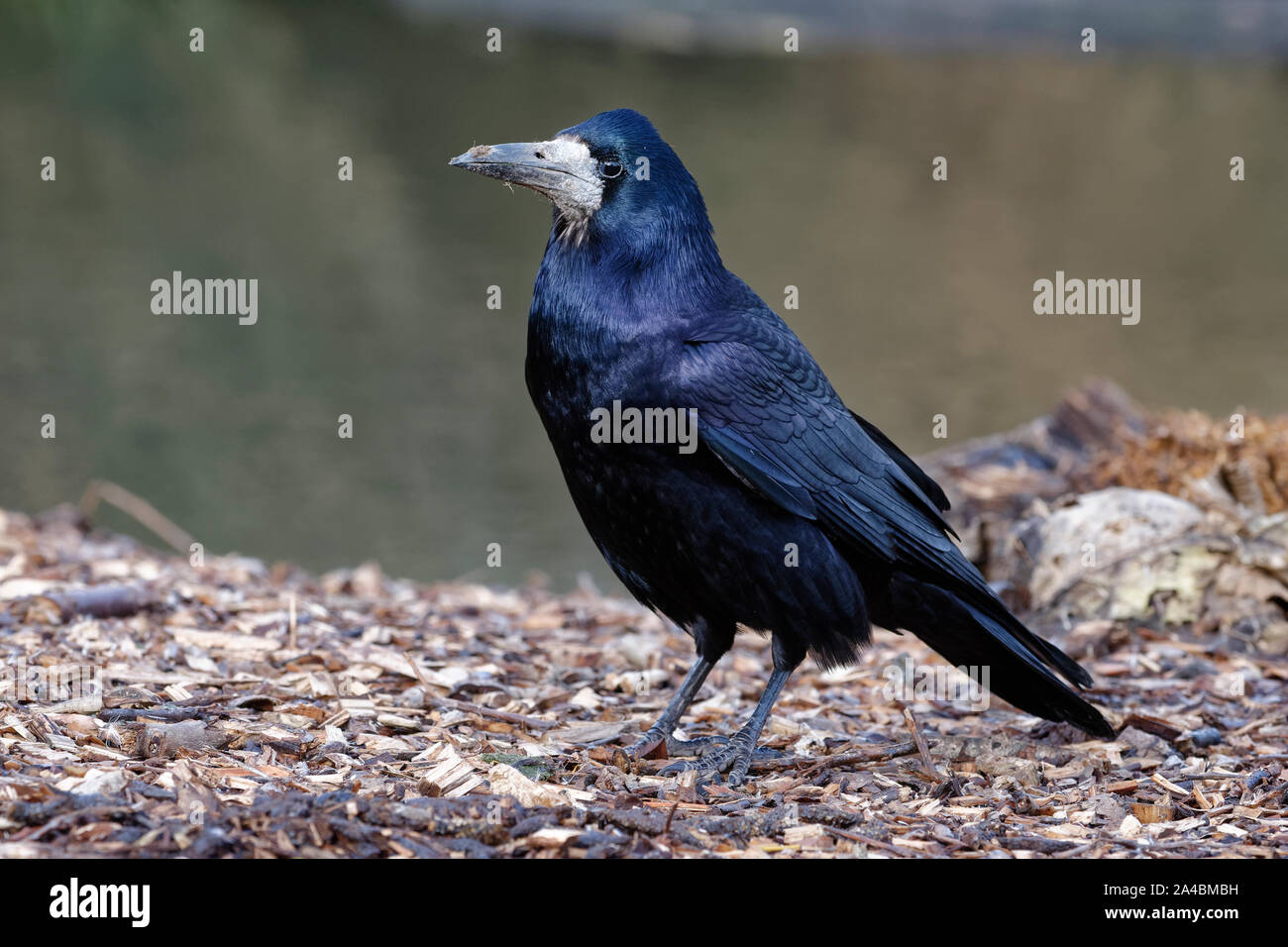 Rook - Corvus frugilegus Corvid con brillo azul Foto de stock